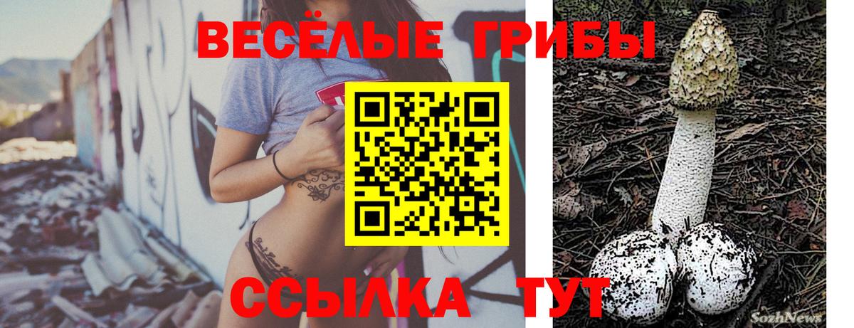 Галлюциногенные грибы Psilocybine cubensis Северобайкальск